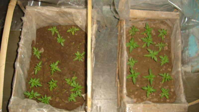 El Grupo Antidroga de Santa María secuestró 29 plantines de marihuana