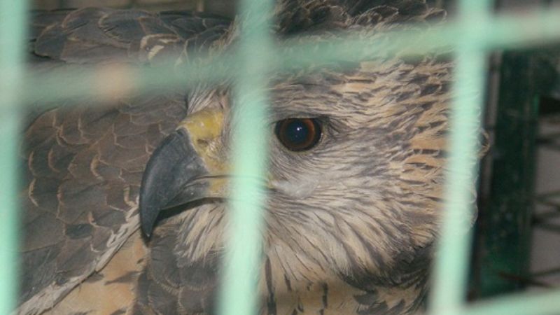 Secuestran dos águilas en Tinogasta