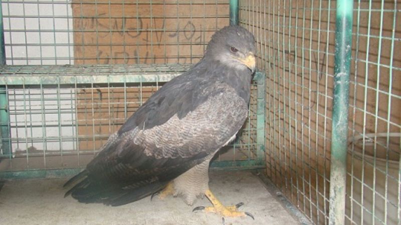 Secuestran dos águilas en Tinogasta