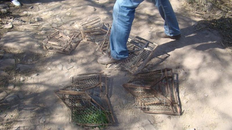 Secuestran dos águilas en Tinogasta