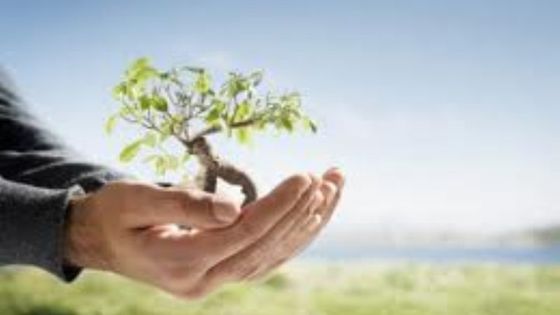 Plan de recuperación del arbolado urbano