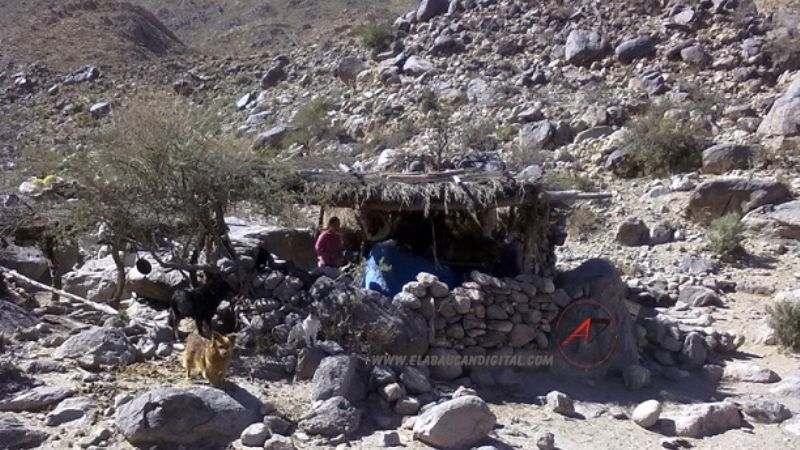 La noticia del bebé que habría sido devorado por un chancho ya es noticia nacional