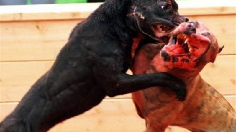 Sanción definitiva a la normativa para la tenencia de perros peligrosos