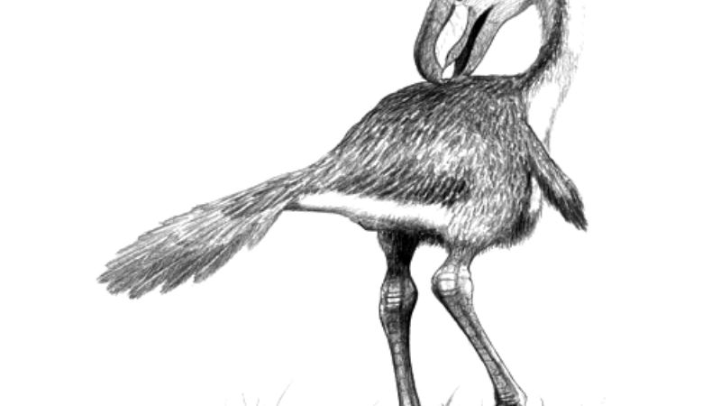 El “Andalgalornis” en la Capital