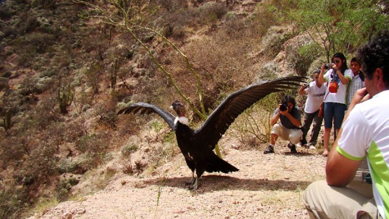 Liberan cóndor en Belén