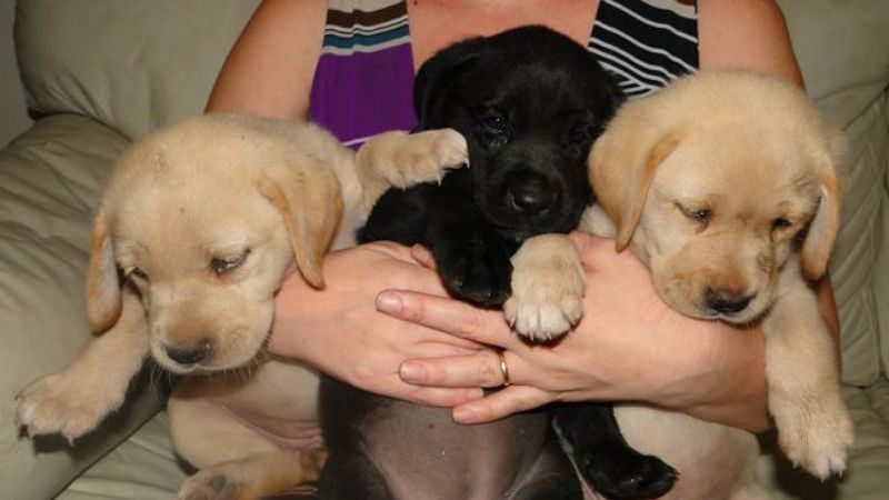 Vendo cachorros Labrador