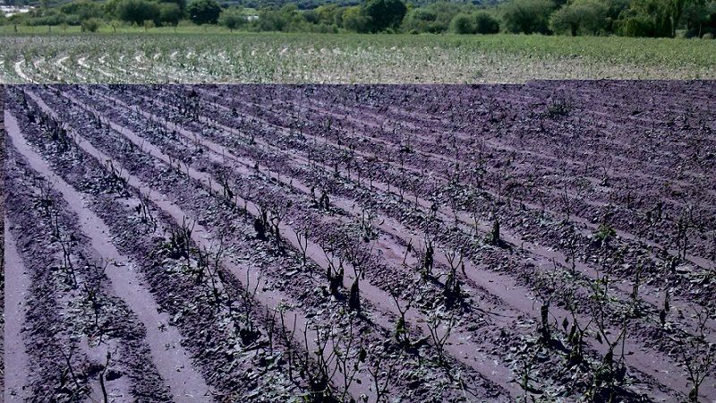 Elevan informe en busca de ayuda para los agricultores afectados