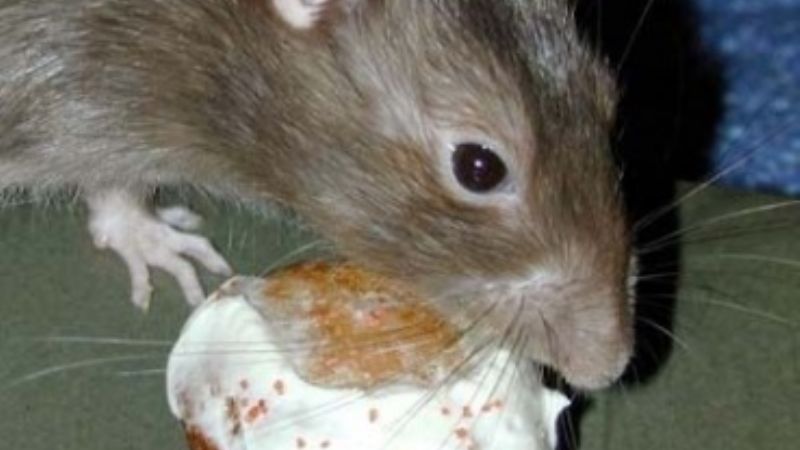 Confirmaron casos de Leptospirosis en Catamarca