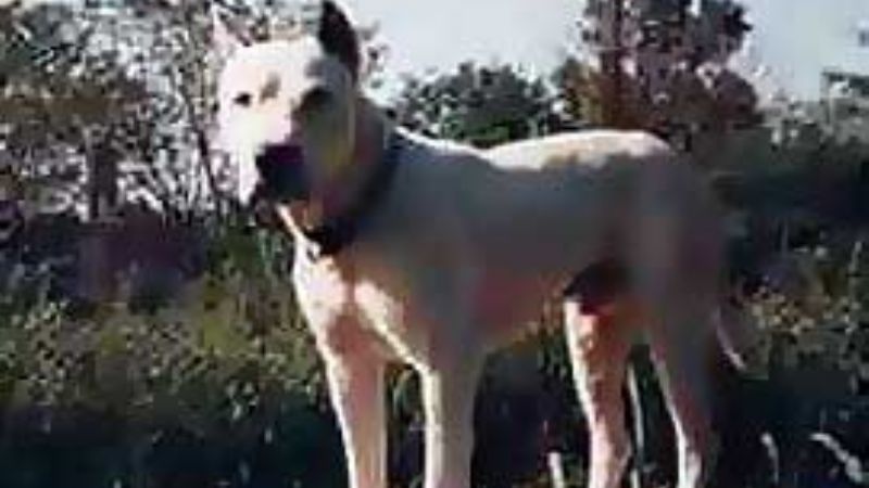 Perro dogo atacó a una nena de 7 años