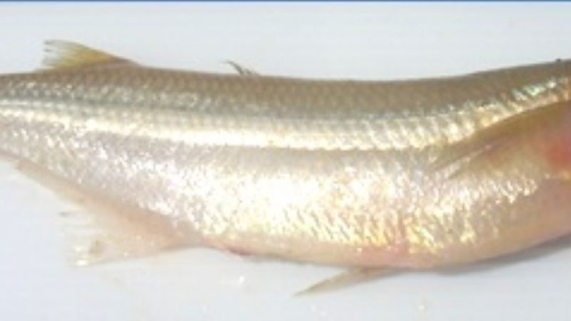 Siembra de alevines de pejerrey en todos los embalses de la provincia  