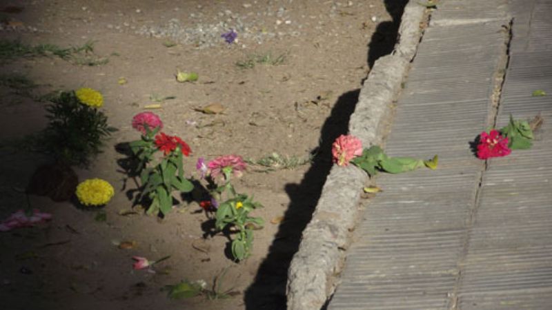 Ayer pusieron los plantines… anoche los robaron