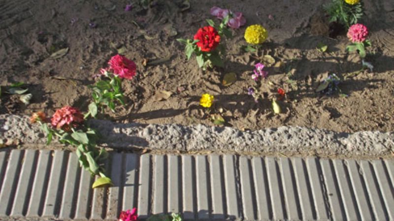 Ayer pusieron los plantines… anoche los robaron