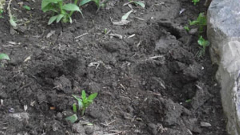 Ayer pusieron los plantines… anoche los robaron