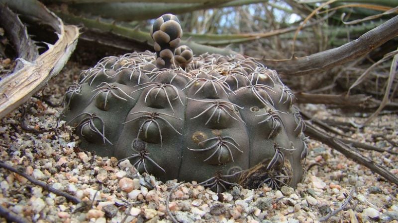 Declaran extinguido en Catamarca una especie de cactus