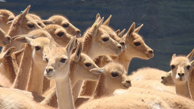 Primera esquila de vicuñas en silvestria en Antofagasta de la Sierra