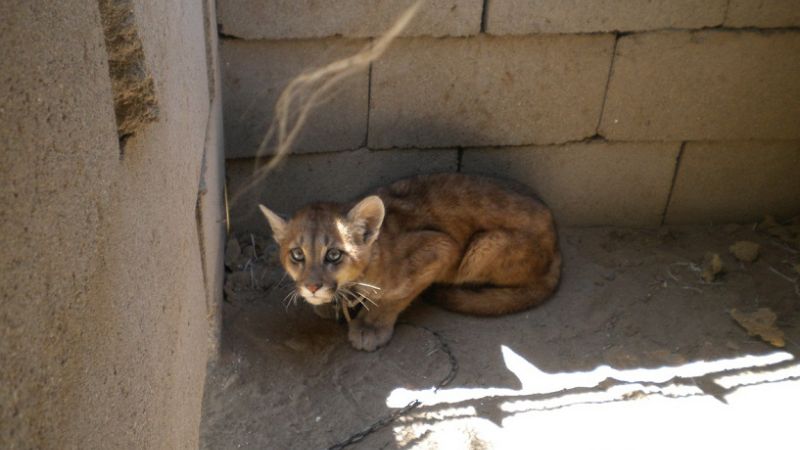 Secuestran un juvenil puma y varias aves en cautiverio