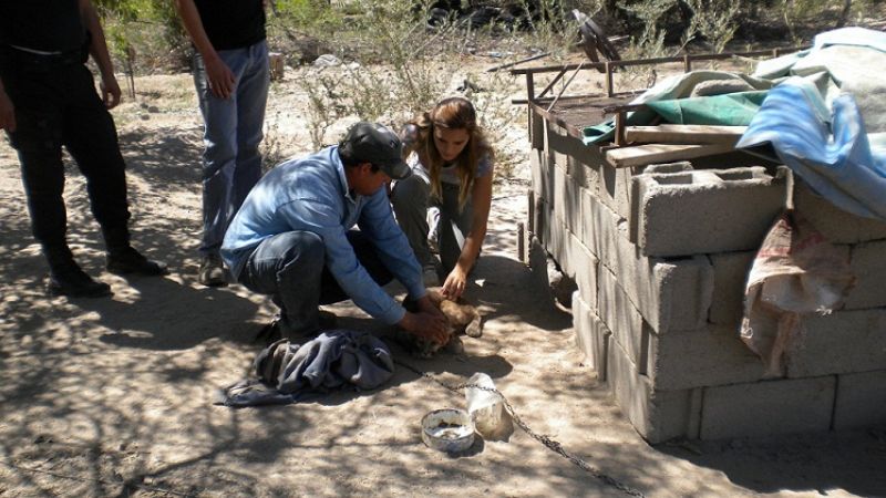 Secuestran un juvenil puma y varias aves en cautiverio