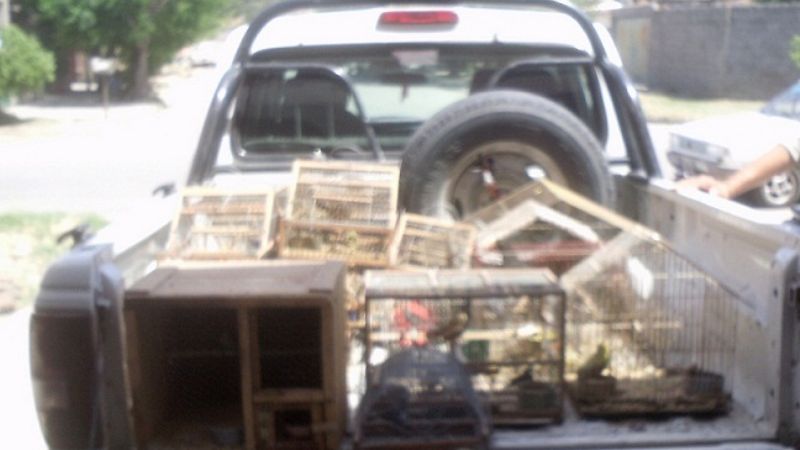 Secuestran un juvenil puma y varias aves en cautiverio