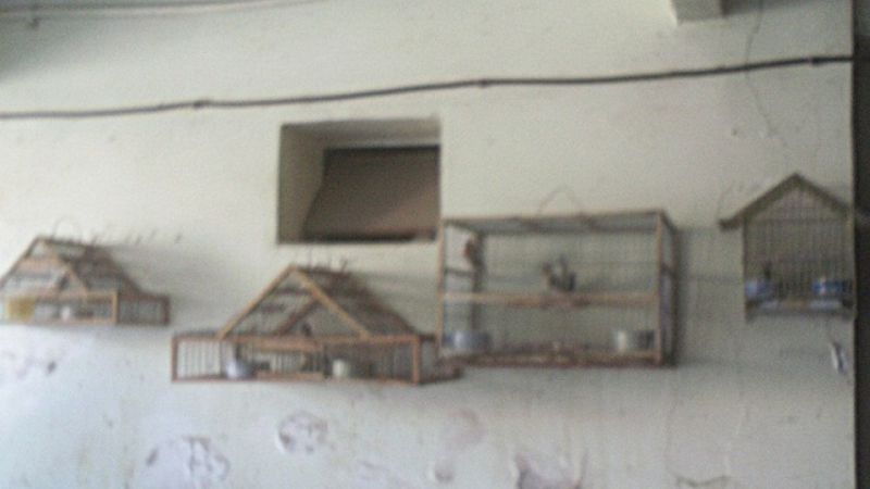 Secuestran un juvenil puma y varias aves en cautiverio