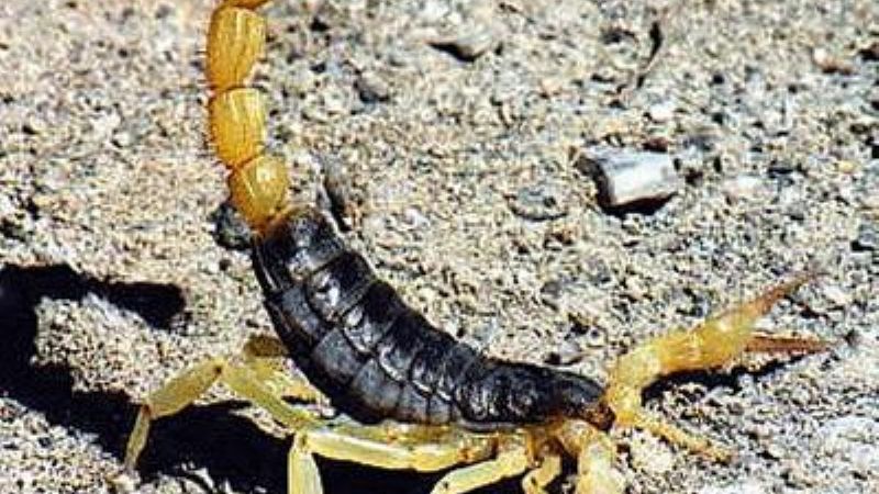 Falleció el joven picado por un escorpión