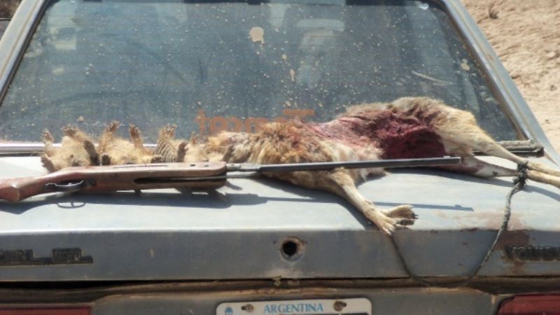 Incautan animales a cazadores furtivos