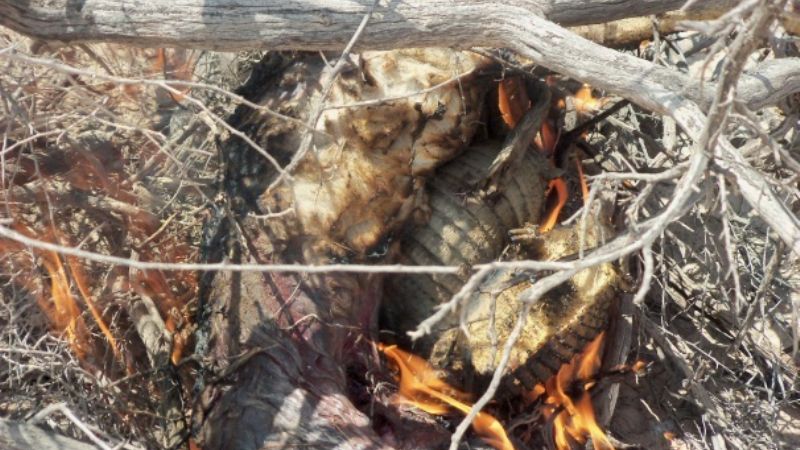 Incautan animales a cazadores furtivos