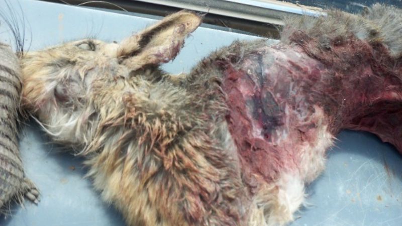 Incautan animales a cazadores furtivos