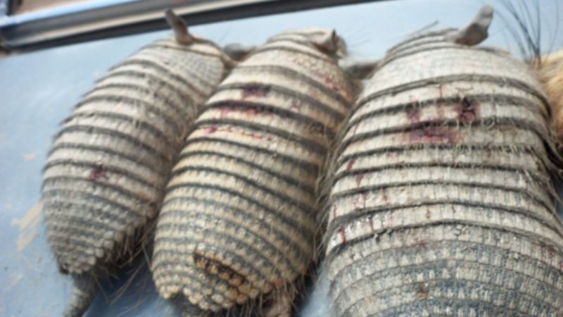 Incautan animales a cazadores furtivos