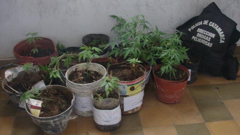 Incautan plantines de marihuana en Ruta Nº4