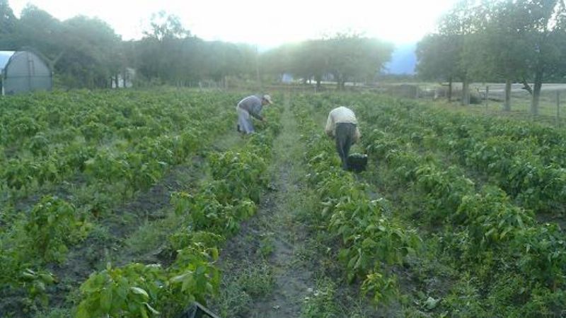 Ayudarán a productores afectados por el granizo