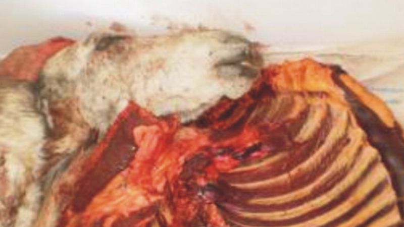 Secuestran más de 150 kilos de carne de burro