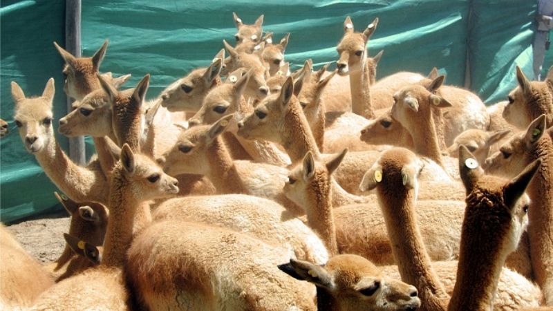 El Chaku se promociona en el país