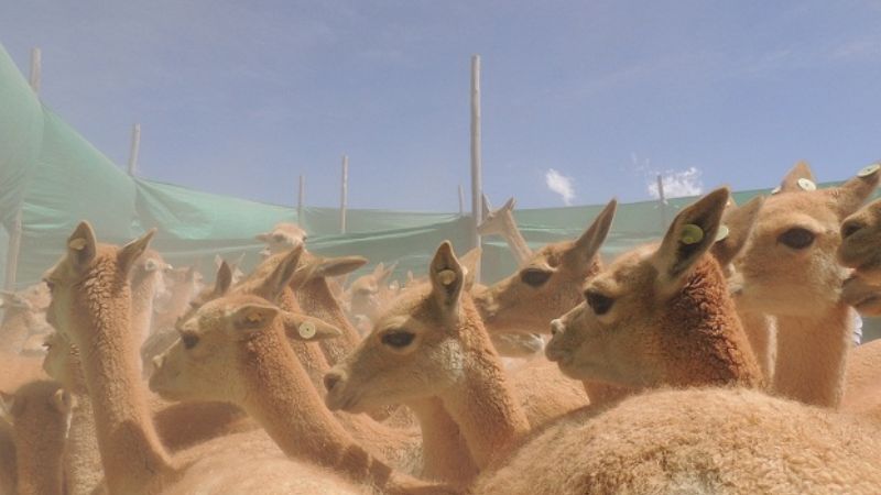 Exitoso Chaku Comunitario 2012