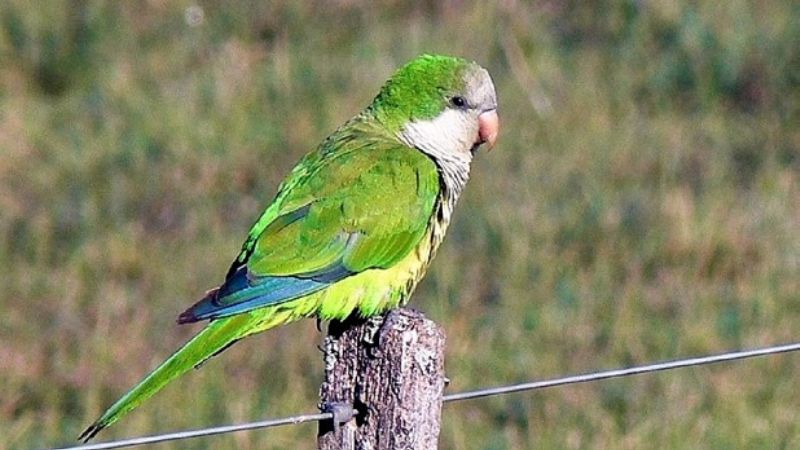 Prohíben la venta de aves silvestres en la vía pública