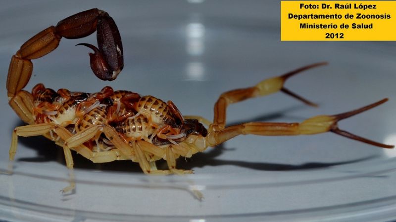 Recomendaciones en caso de ser picados por alacranes