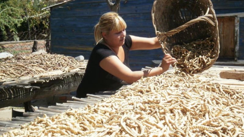 El Algarrobo, Patrimonio Natural Autóctono de Santa María