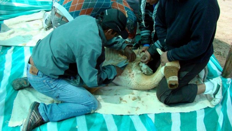 Exitosa primer esquila de vicuñas silvestres en Antofagasta de la Sierra