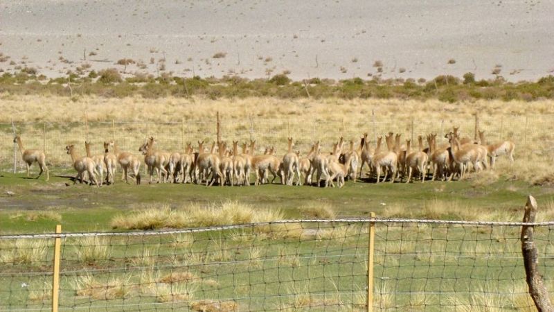 Exitosa primer esquila de vicuñas silvestres en Antofagasta de la Sierra