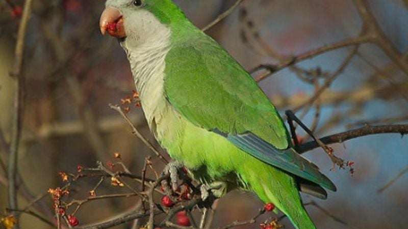 Tenencia y comercialización de animales silvestres