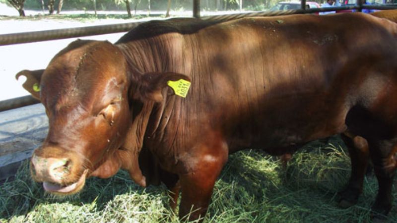 Llegaron a Santa María especies del Plan Ganadero Provincial