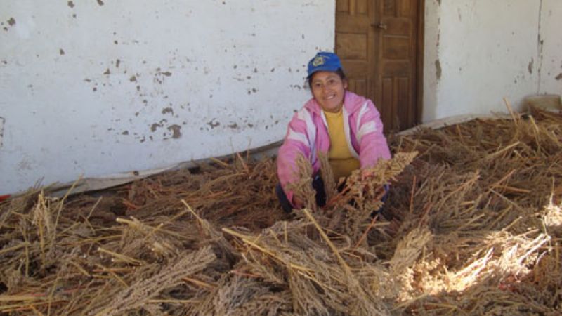 Promueven el cultivo de quínoa en Santa María