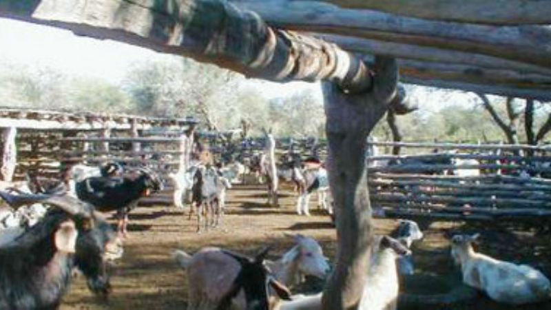 Más aportes para productores cabriteros