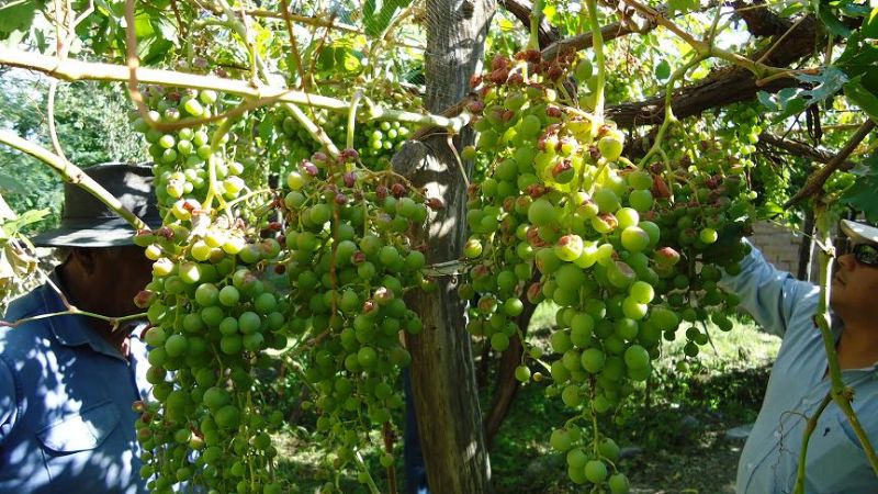 Agricultura atiende reclamos de productores