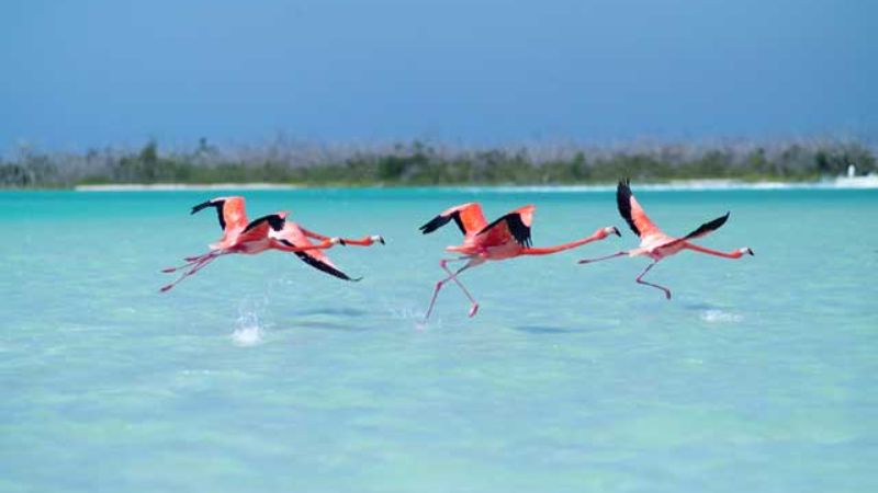 Un imperdible vuelo a las maravillas de la Puna catamarqueña