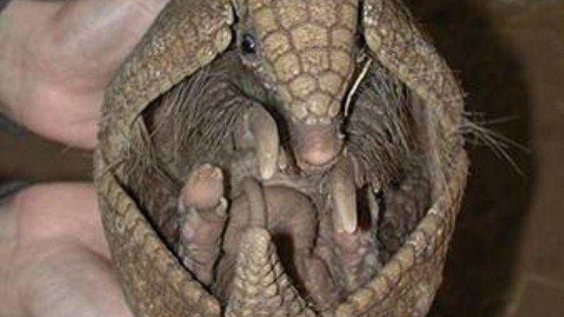 Medidas para erradicar la caza de Especies protegidas de Catamarca