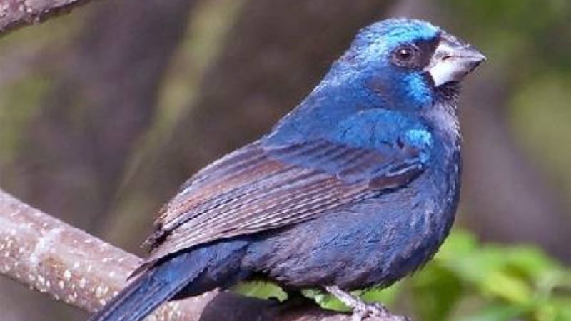 Medidas para erradicar la caza de Especies protegidas de Catamarca