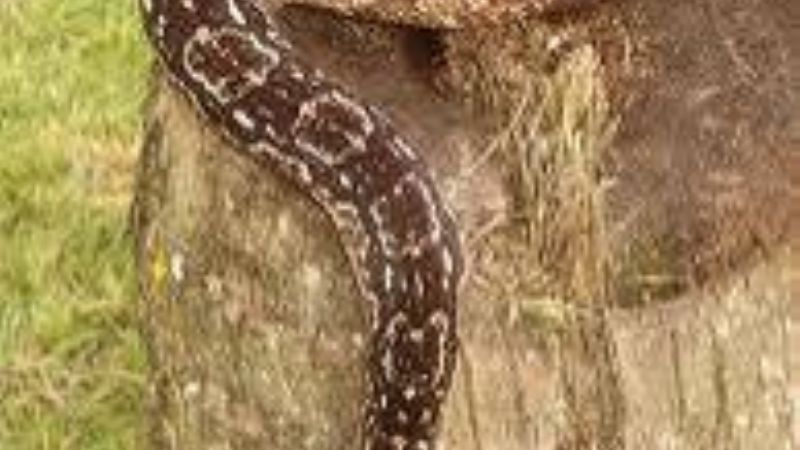 Medidas para erradicar la caza de Especies protegidas de Catamarca