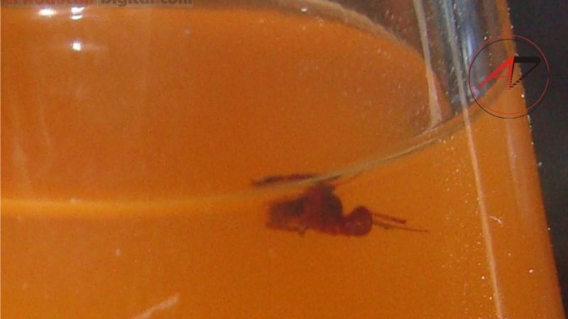 Encuentran una “hormiga” dentro de una gaseosa de reconocida marca