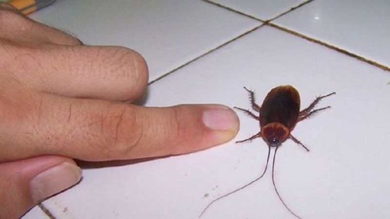 Clausuraron “Pancho Villa” por presencia de cucarachas y falta de higiene 