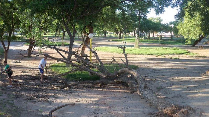 La caída de un árbol podría haber terminado en tragedia